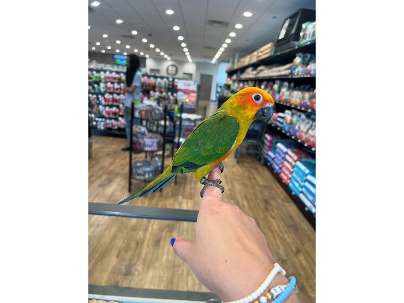 Sun Conure - B273