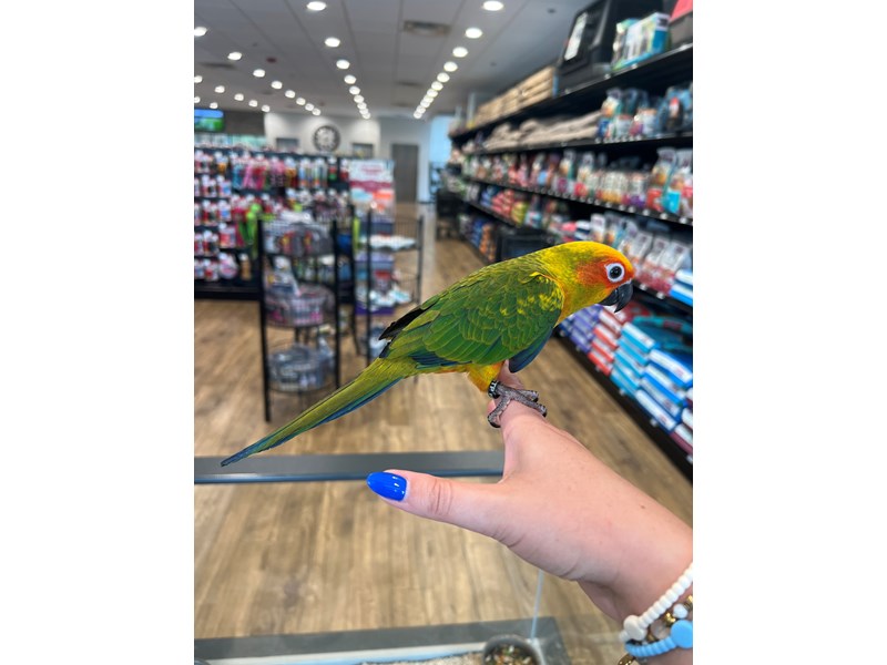 Sun Conure - B274