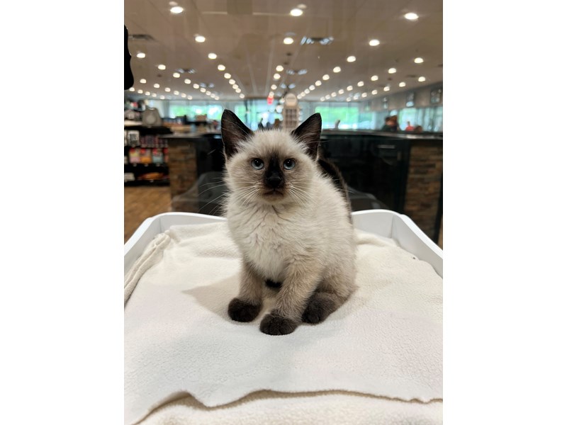Siamese - 21408