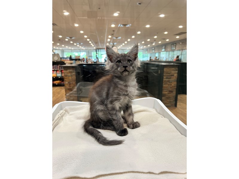 Maine Coon - 21413