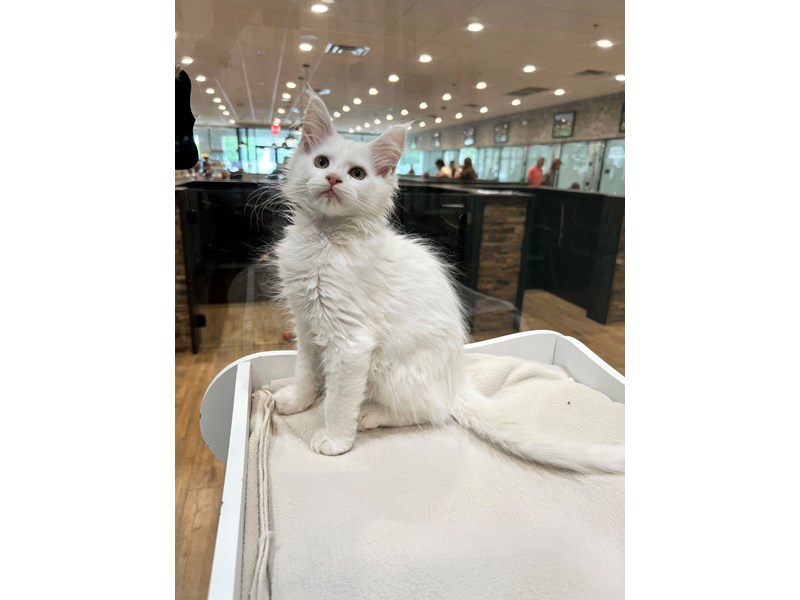 Maine Coon – 21411