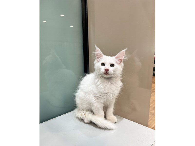 Maine Coon - 21412
