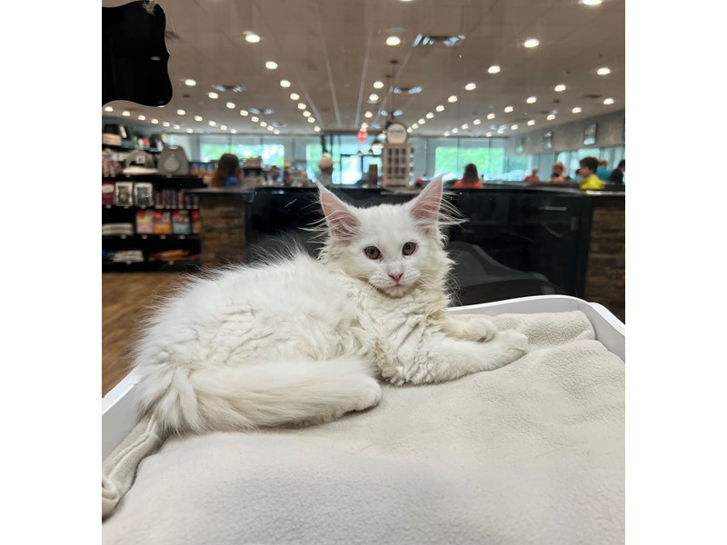 Maine Coon - 21410
