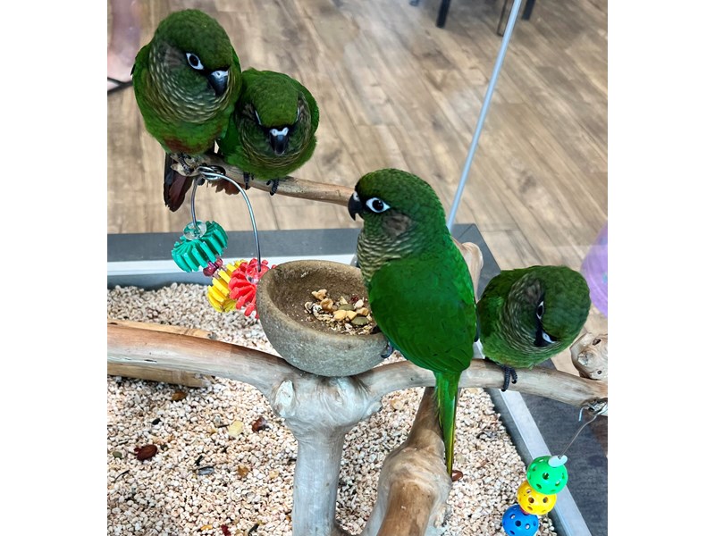 MAROON BELLIED CONURE - B264