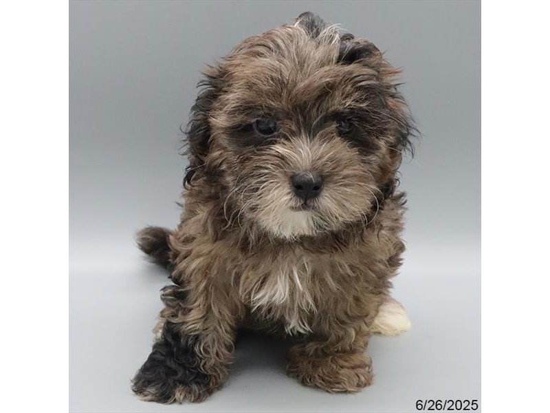 ShizaPoo – 21429