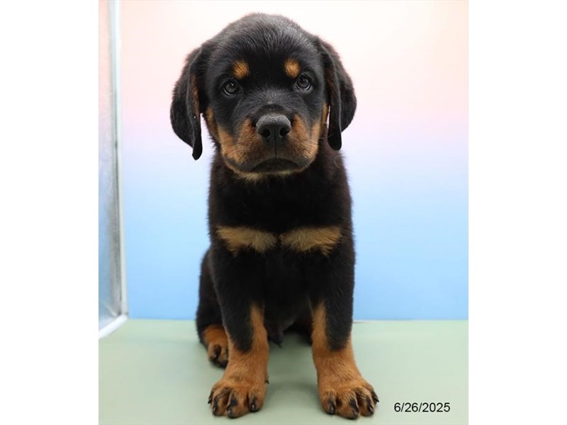 Rottweiler – 21430