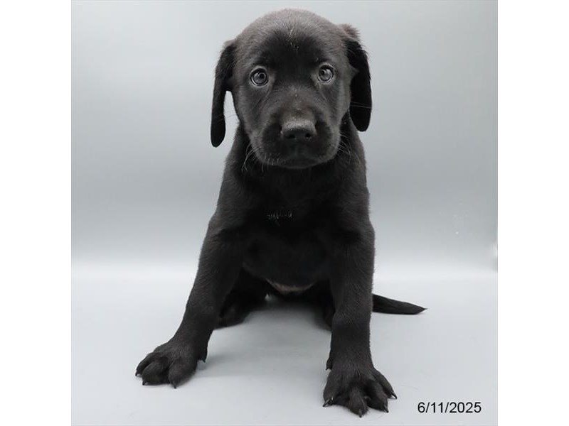 Labrador Retriever – 21433