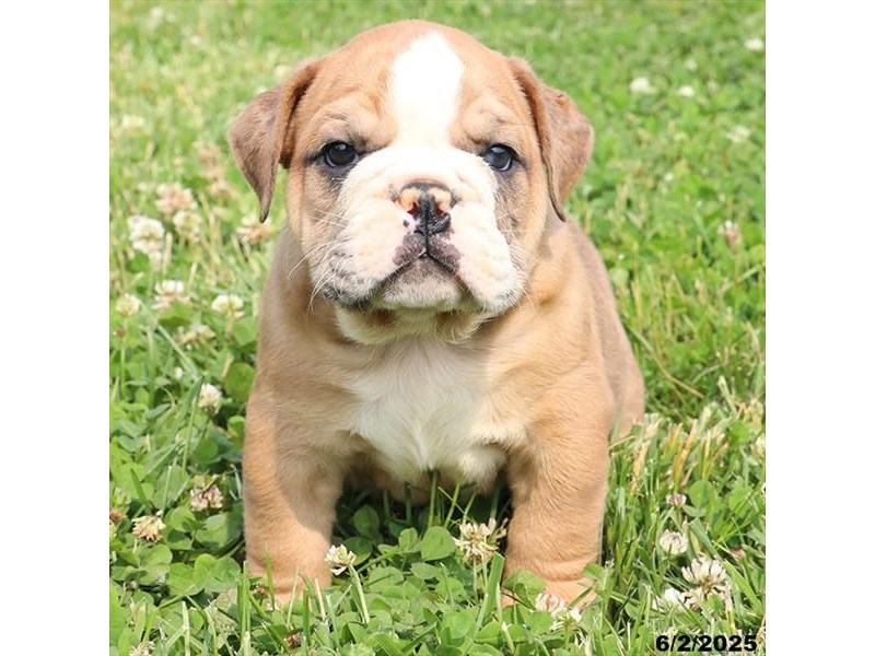 English Bulldog – 21437