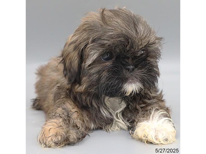 Shih Tzu – 21439