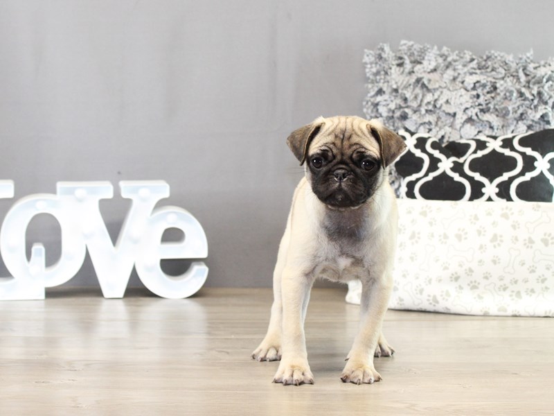 Pug – 21444