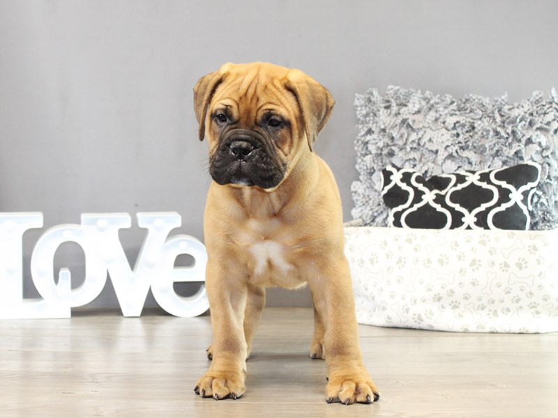 Bullmastiff – 21443