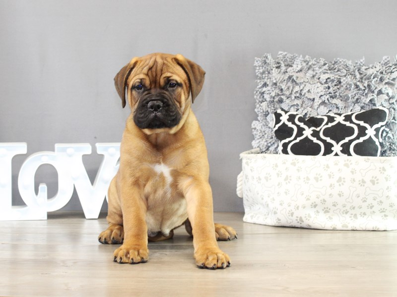 Bullmastiff - 21442