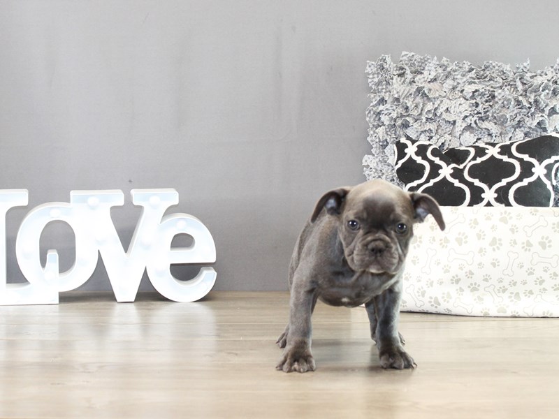 French Bulldog – 21441
