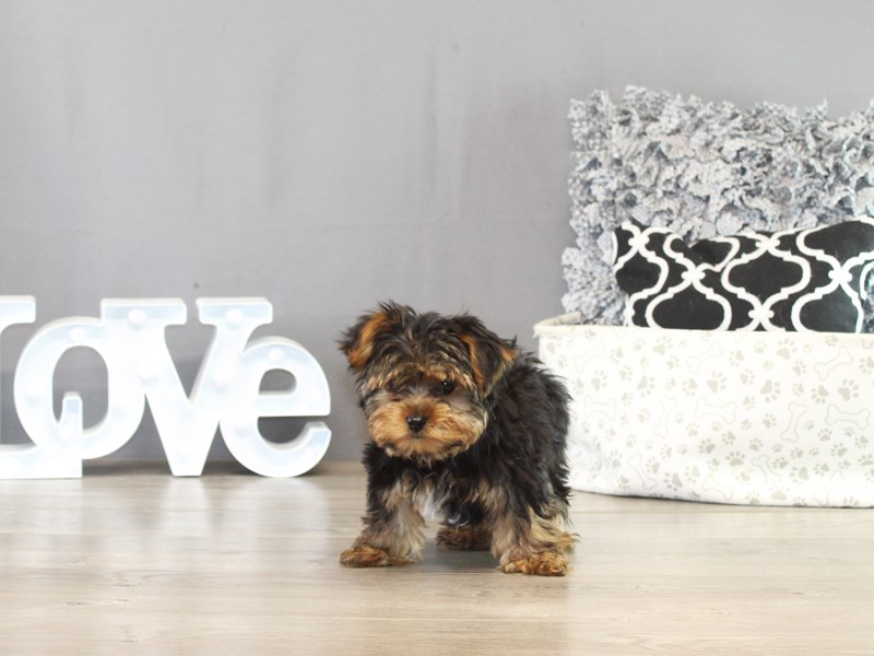 Yorkshire Terrier – 21440