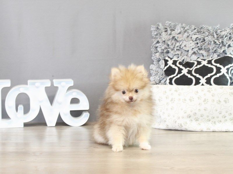 Pomeranian – 21438