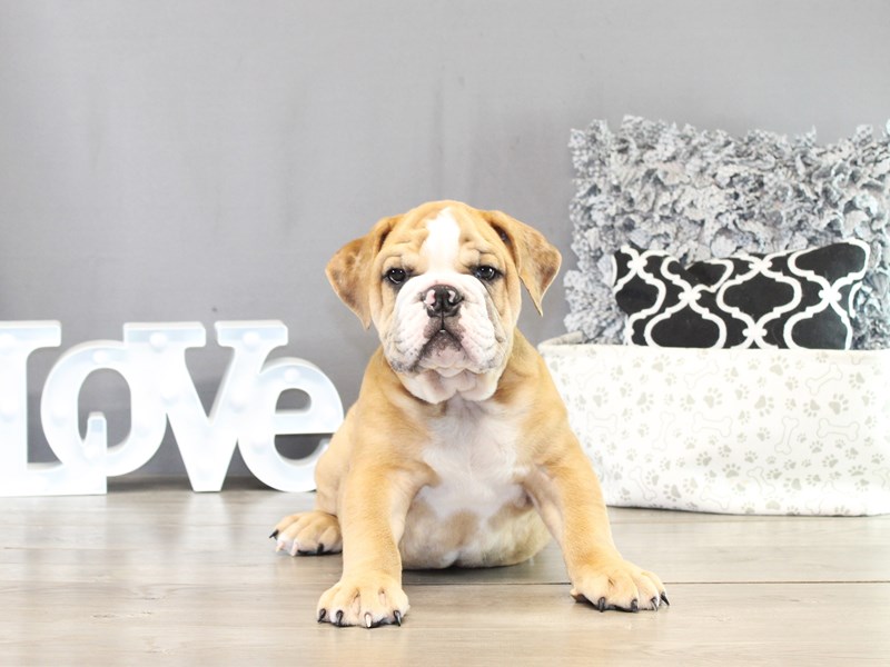 English Bulldog – 21437