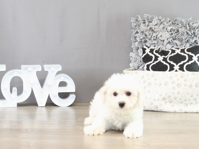 Bichon Frise - 21436
