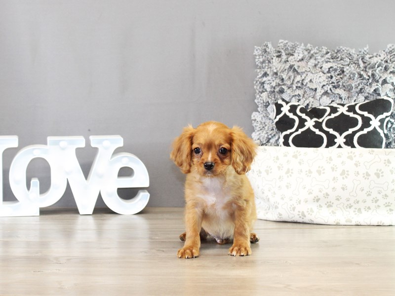 Cavapoo - 21435
