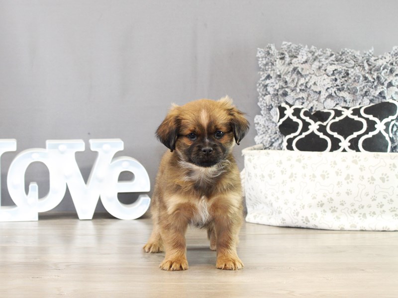 Lhasa Apso Mix – 21434