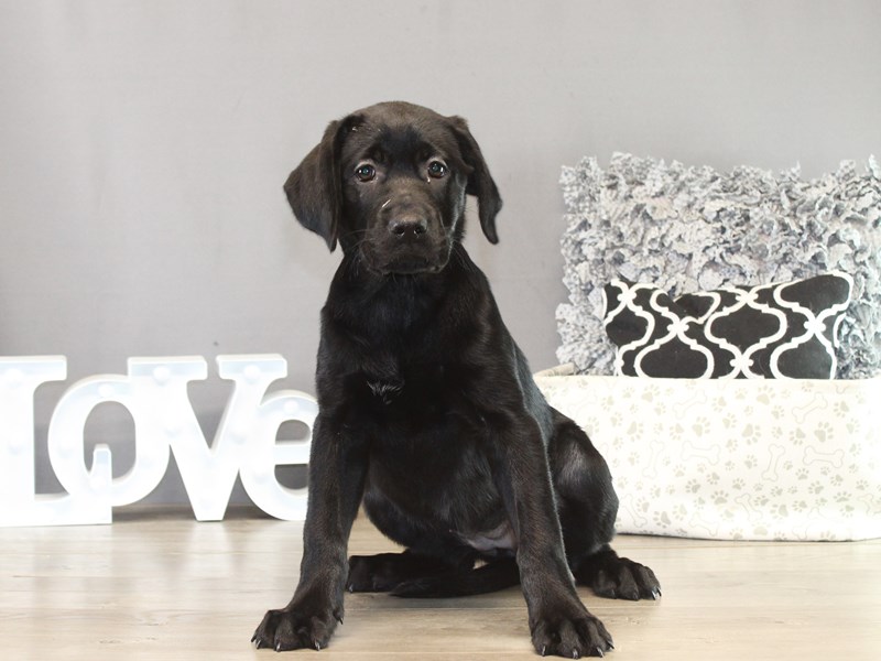 Labrador Retriever – 21433