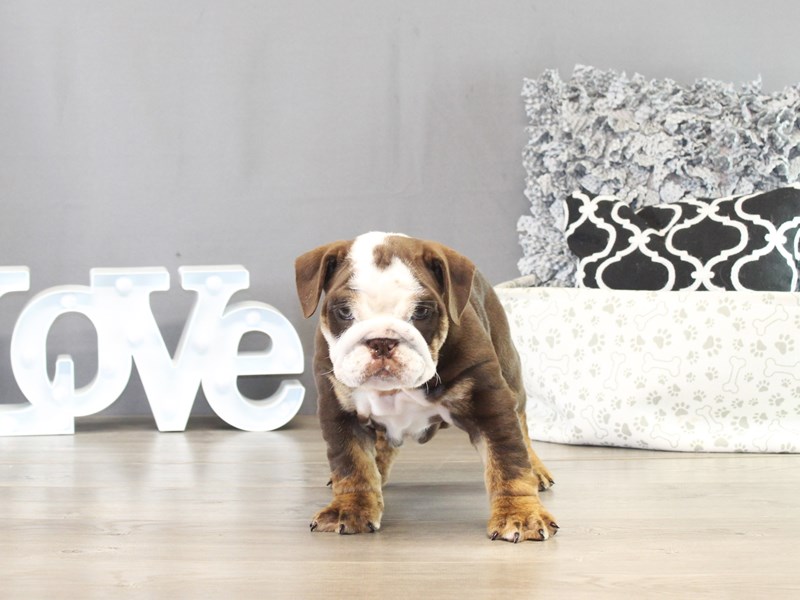 English Bulldog – 21432