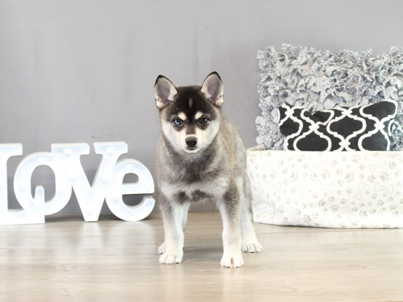 Alaskan Klee Kai – 21431