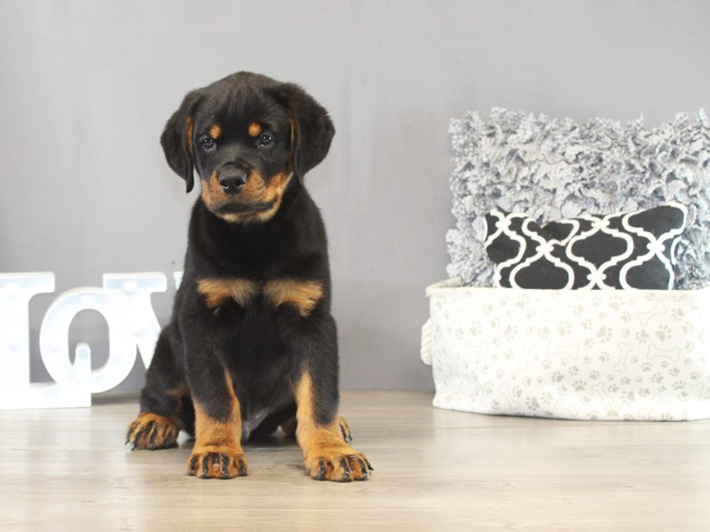 Rottweiler – 21430