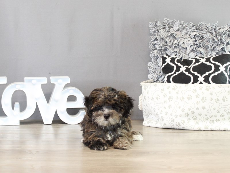 Shih Poo – 21429