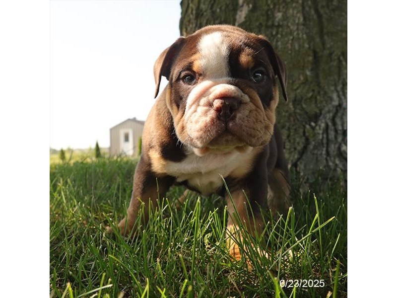 Bulldog – 21447