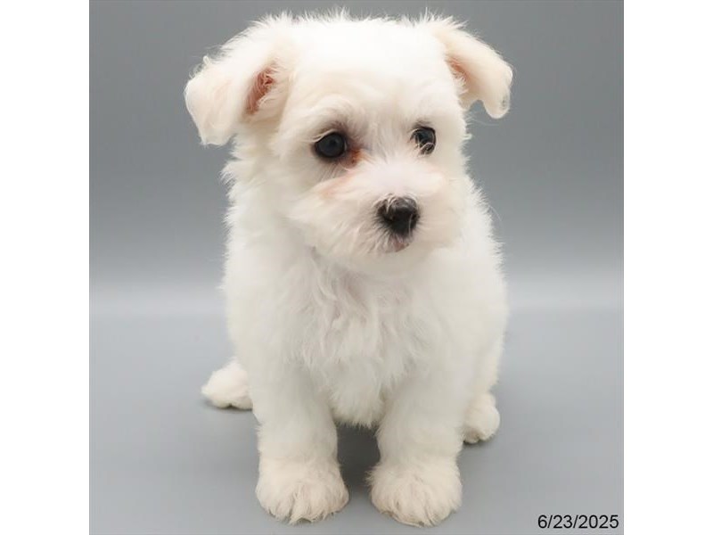 Maltese – 21448