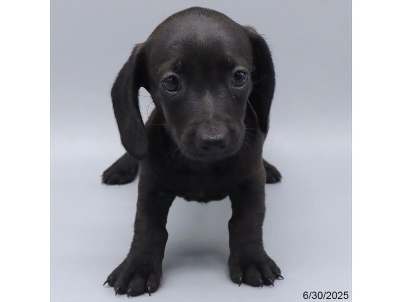 Dachshund – 21449
