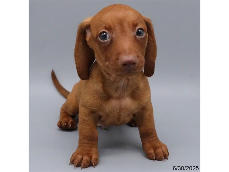 Dachshund – 21450