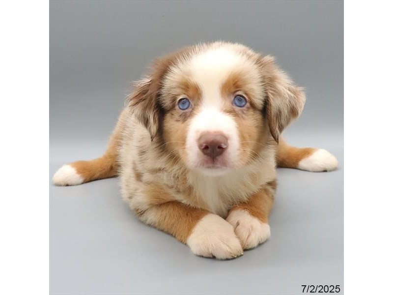 Miniature American Shepherd – 21451
