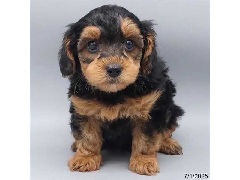 Yorkiepoo – 21452