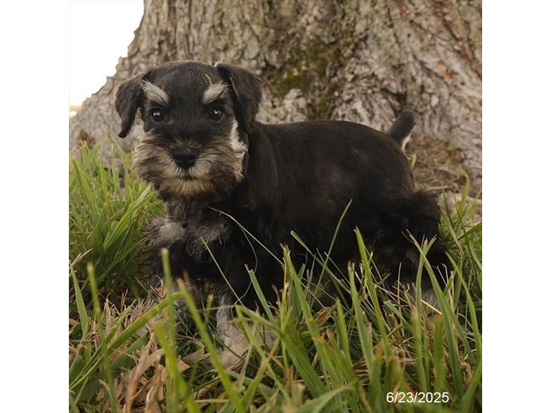 Miniature Schnauzer – 21453