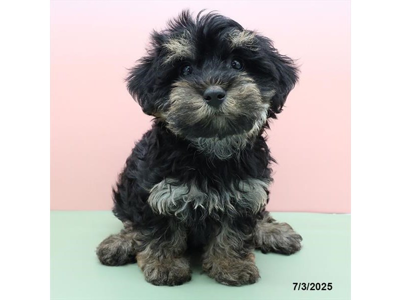 Yorkiepoo – 21454