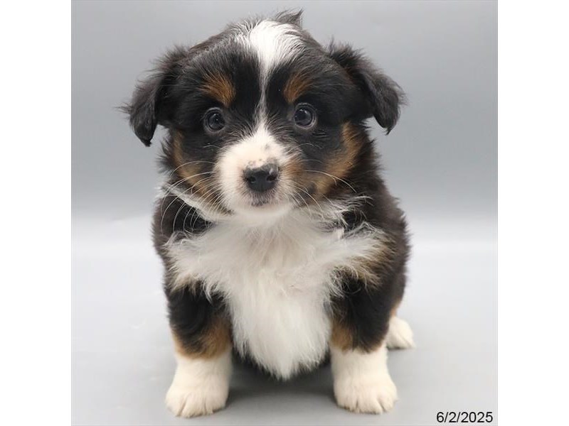 Miniature American Shepherd – 21455