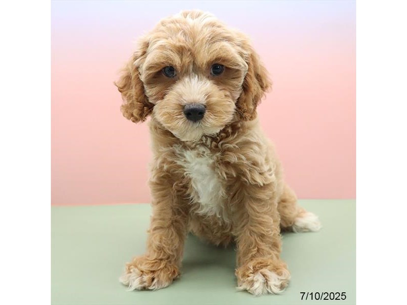 Cockapoo – 21456