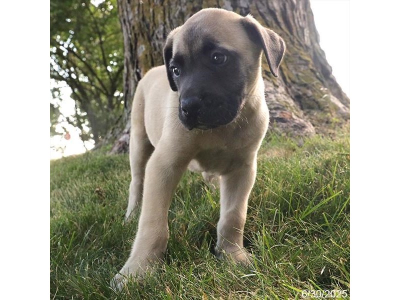 Mastiff – 21457