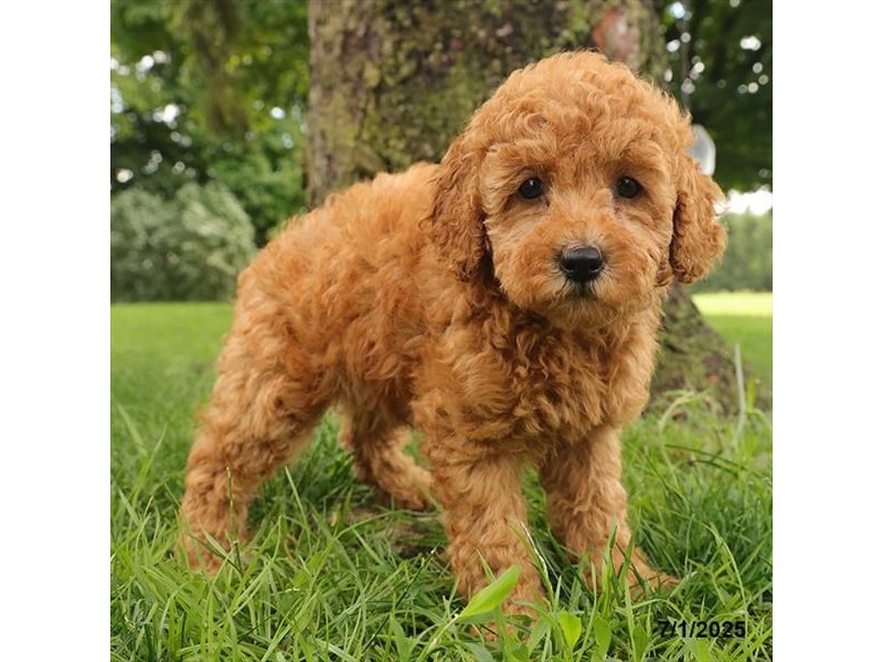 Poodle – 21458