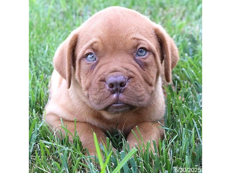 Dogue De Bordeaux – 21459