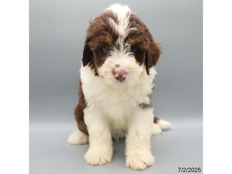 Mini Aussiepoo – 21460