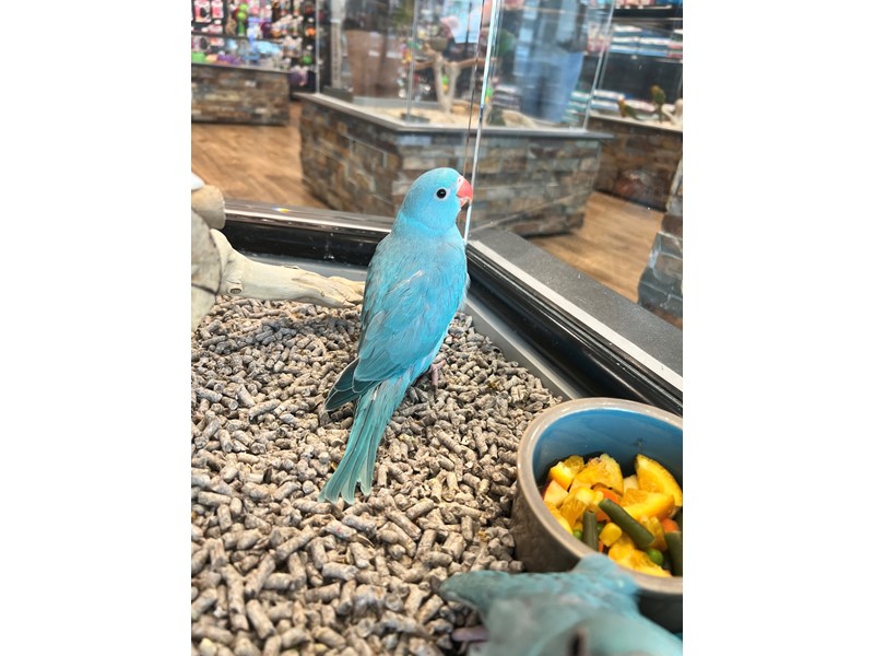 Turquoise Indian Ringneck - B284