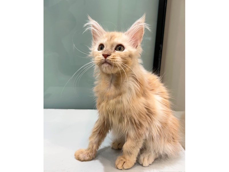 Maine Coon – 21326
