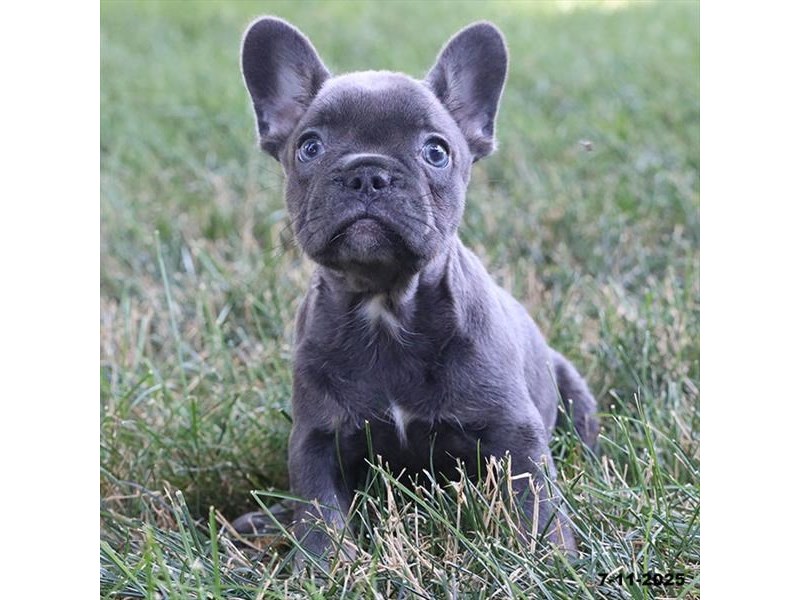 French Bulldog – 21470