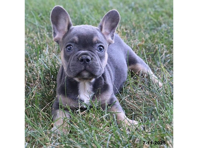 French Bulldog – 21471