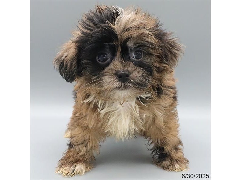 ShizaPoo – 21473