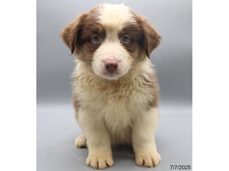 Australian Shepherd – 21476