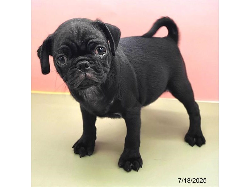 Pug – 21478