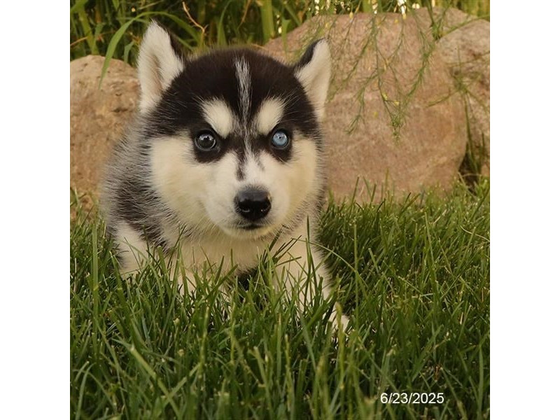 Siberian Husky – 21479